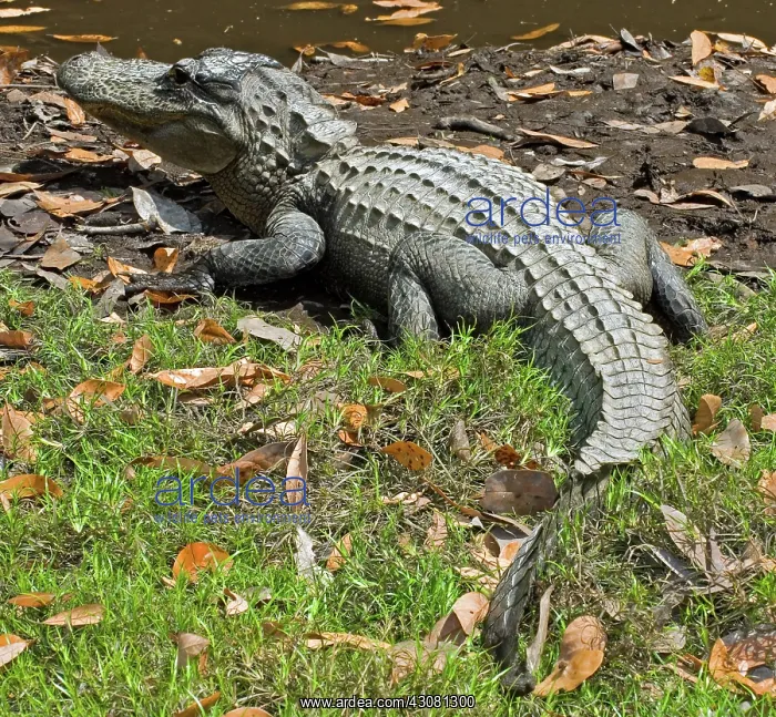  : American Alligator