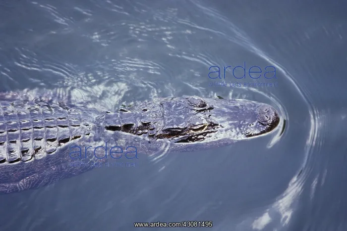 : American Alligator : American Alligator