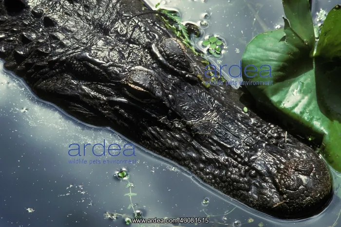 : American Alligator : American Alligator