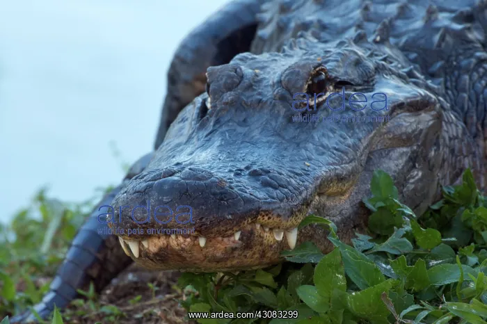 : American Alligator : American Alligator