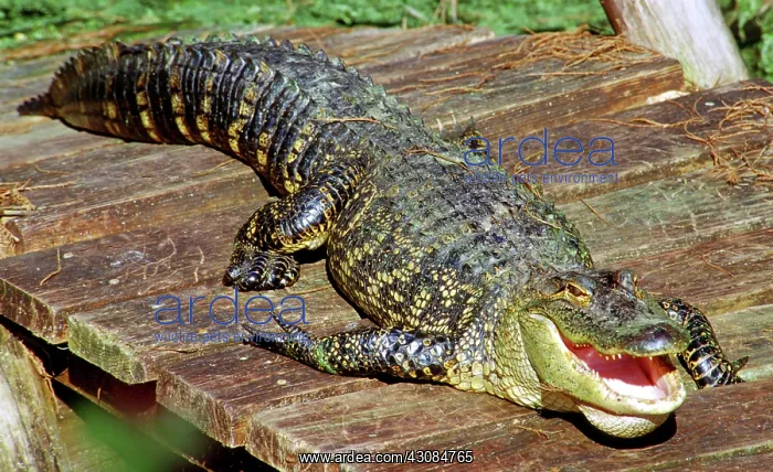 : American Alligator : American Alligator