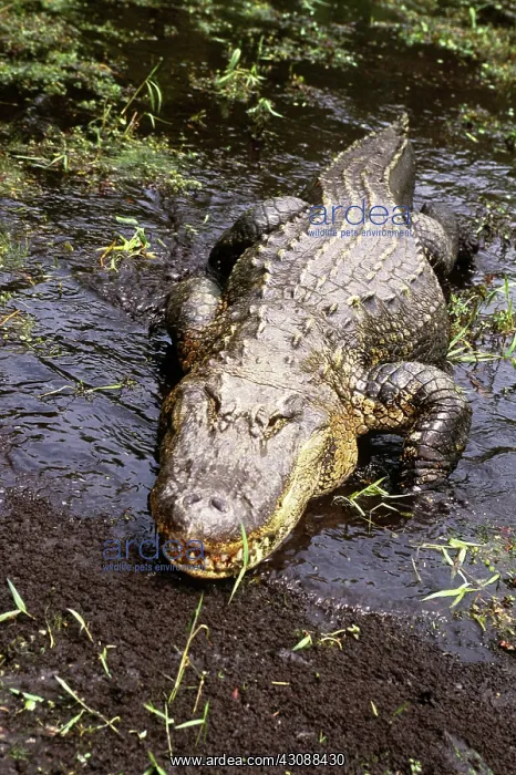 : American Alligator : American Alligator