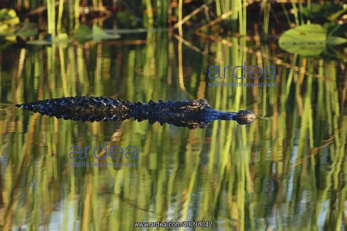 : American Alligator : American Alligator