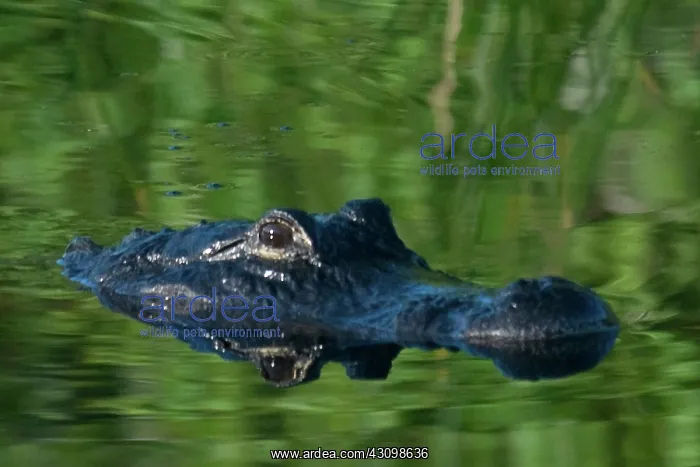 : American Alligator : American Alligator