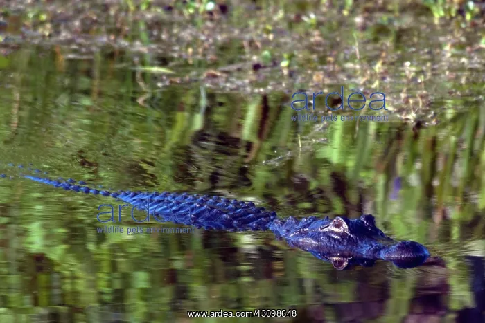 : American Alligator : American Alligator