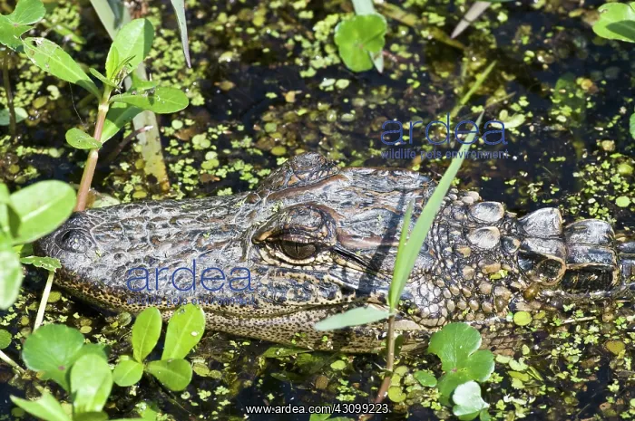 : American Alligator : American Alligator