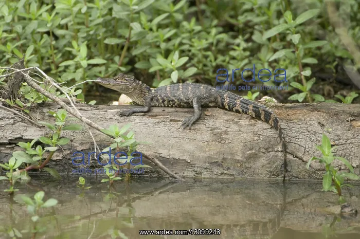 : American alligator : American alligator