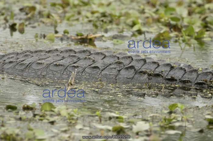 : American alligator : American alligator