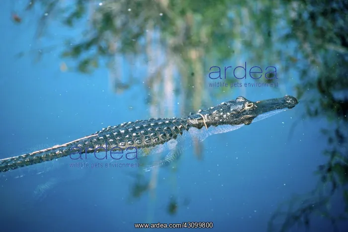 : American alligator : American alligator