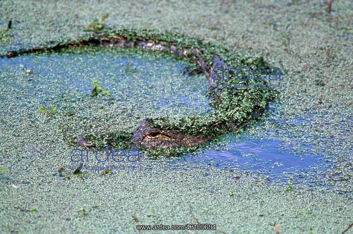 : American Alligator : American Alligator
