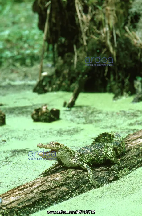 : American Alligator : American Alligator
