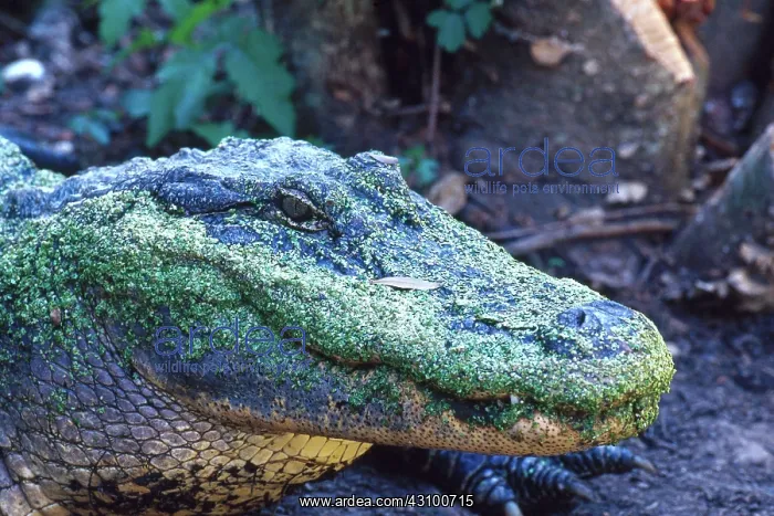 : American Alligator : American Alligator
