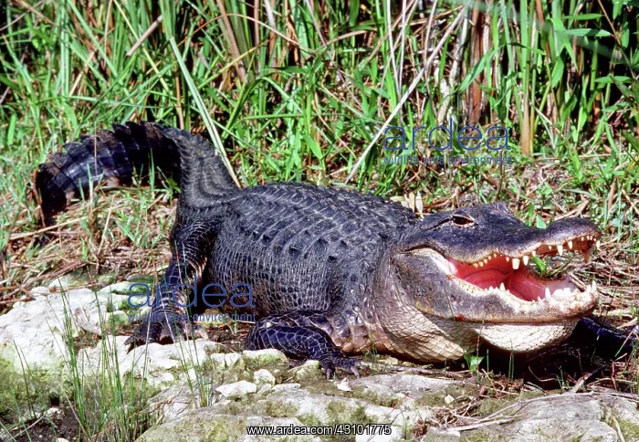 : American Alligator : American Alligator