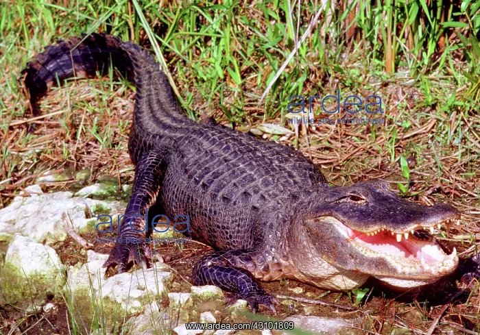  : American Alligator