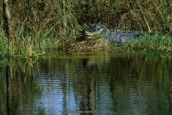 : American Alligator : American Alligator