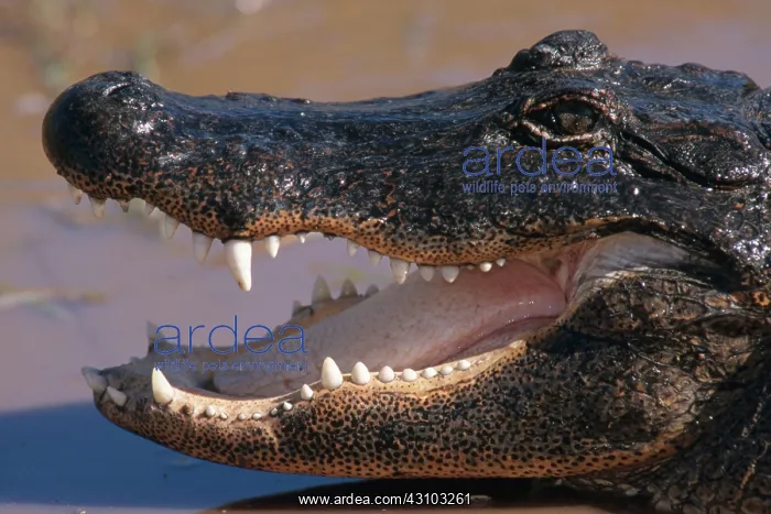 : American Alligator : American Alligator