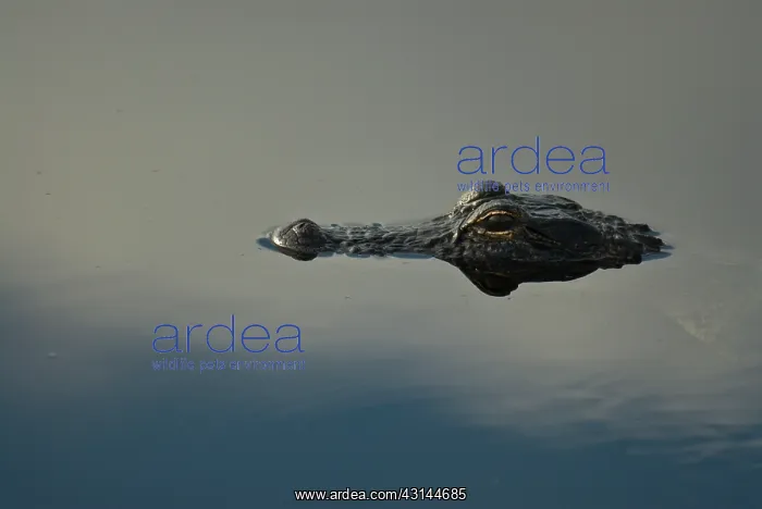 : American Alligator : American Alligator