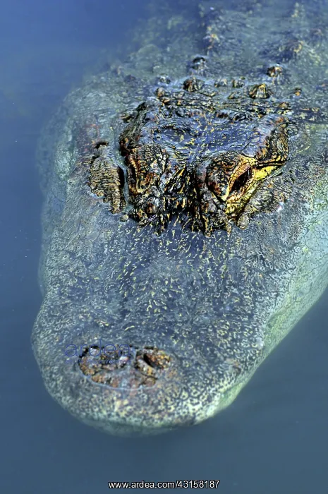: American Alligator : American Alligator