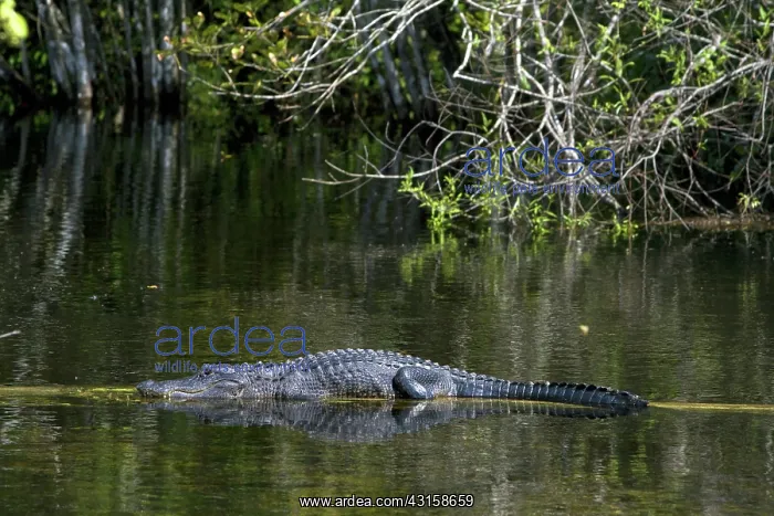 : American Alligator : American Alligator