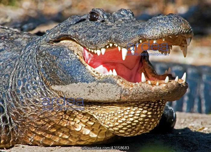 : American Alligator : American Alligator