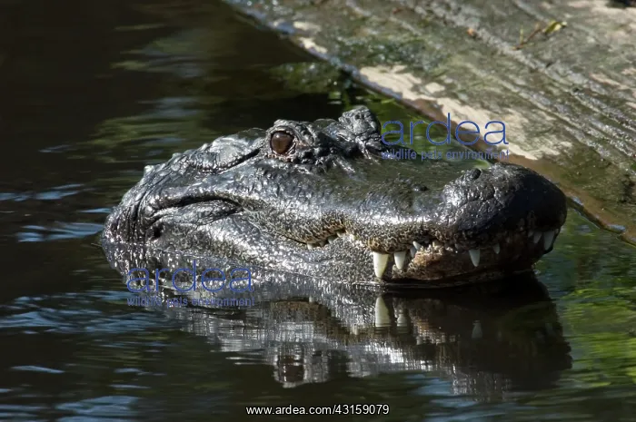 : American Alligator : American Alligator