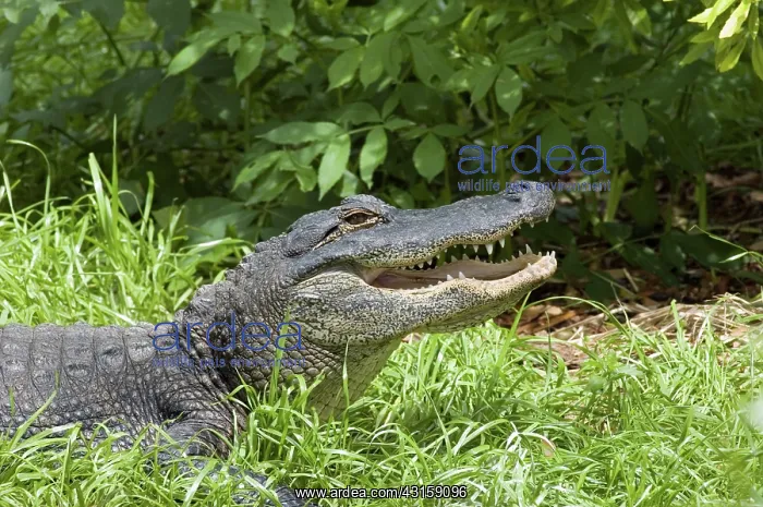 : American Alligator : American Alligator