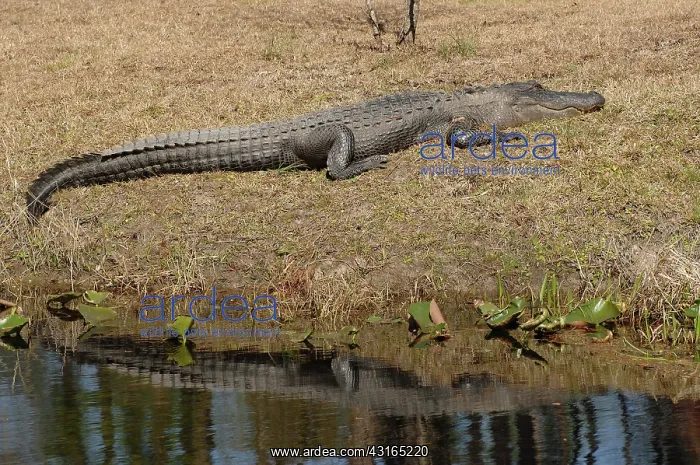 : American Alligator : American Alligator