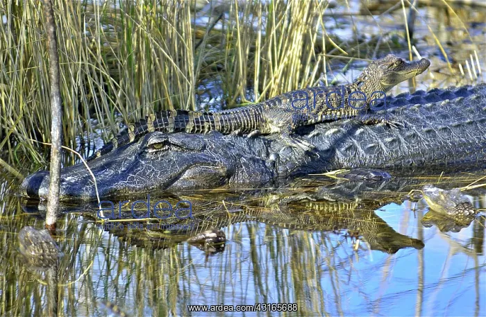 : American Alligator : American Alligator