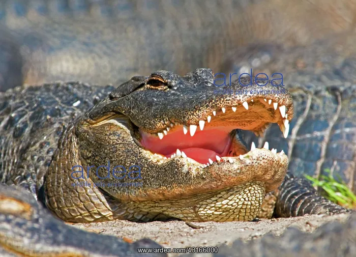 : American Alligator : American Alligator