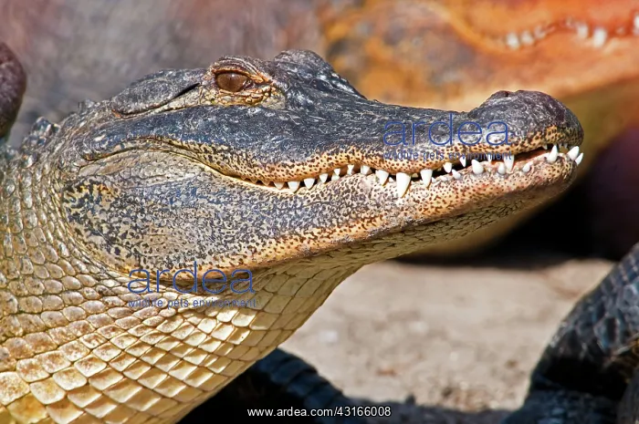 : American Alligator : American Alligator