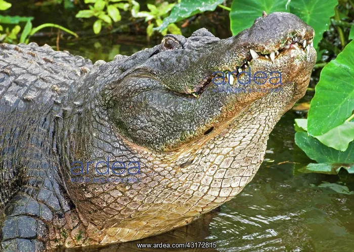 : American Alligator : American Alligator