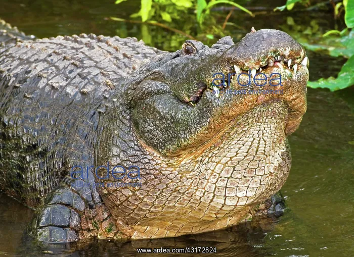: American Alligator : American Alligator