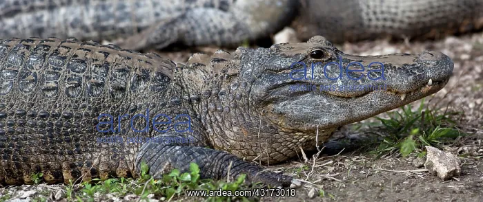 : American Alligator : American Alligator