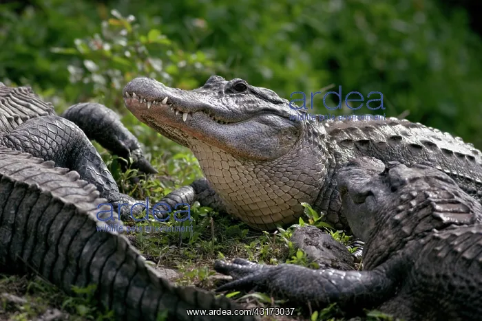 : American Alligator : American Alligator