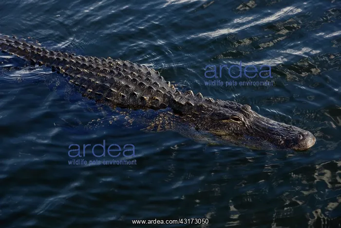 : American Alligator : American Alligator