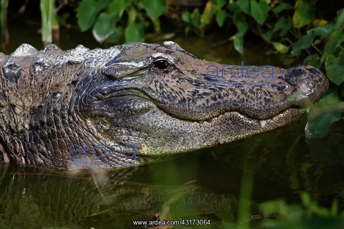 : American Alligator : American Alligator
