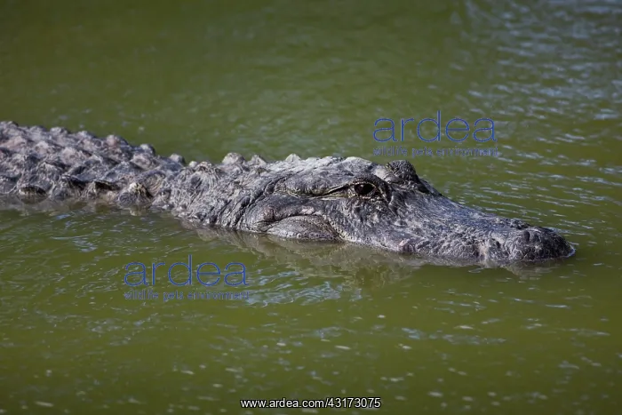 : American Alligator : American Alligator