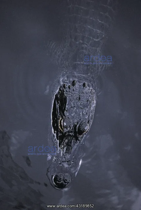 : American Alligator : American Alligator