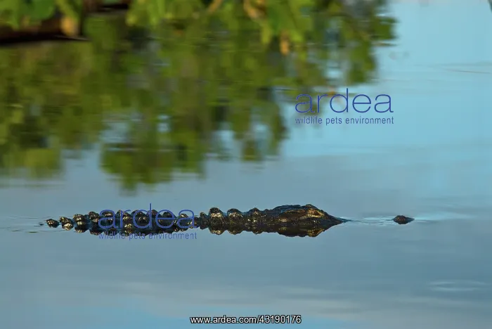 : American Alligator : American Alligator