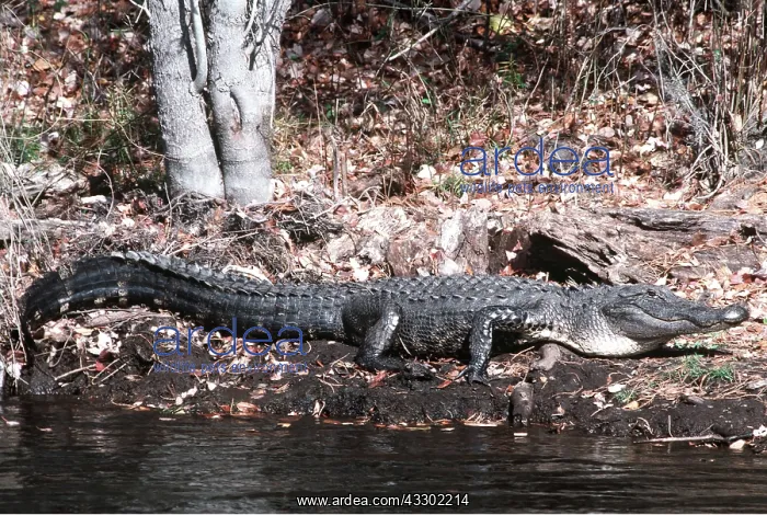 : AMERICAN ALLIGATOR : AMERICAN ALLIGATOR