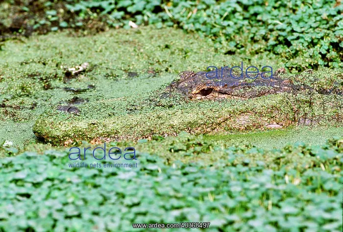 : AMERICAN ALLIGATOR : AMERICAN ALLIGATOR