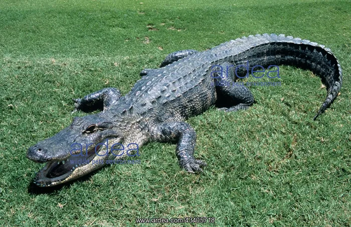 : American ALLIGATOR : American ALLIGATOR