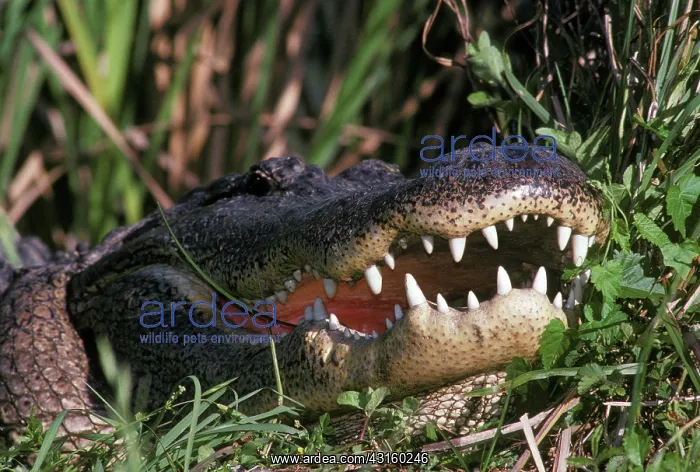 : American Alligator (Alligator mississipiensis) : American Alligator (Alligator mississipiensis)