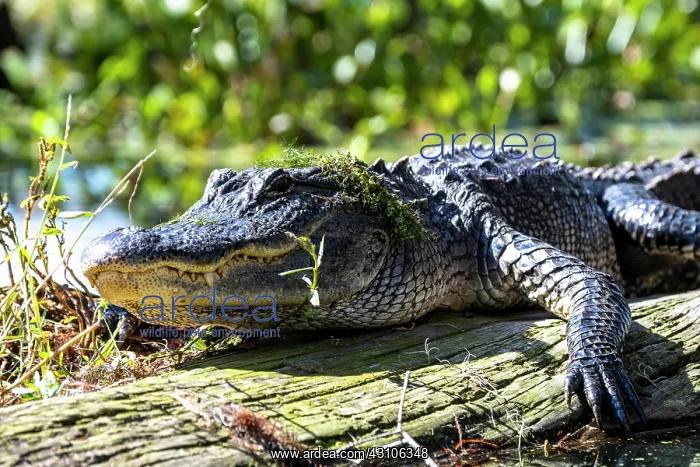  : American alligator (Alligator mississippiensis)