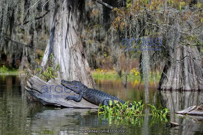 : American alligator (Alligator mississippiensis) : American alligator (Alligator mississippiensis)