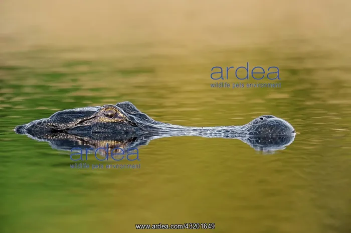 : American Alligator (Alligator mississippiensis) : American Alligator (Alligator mississippiensis)