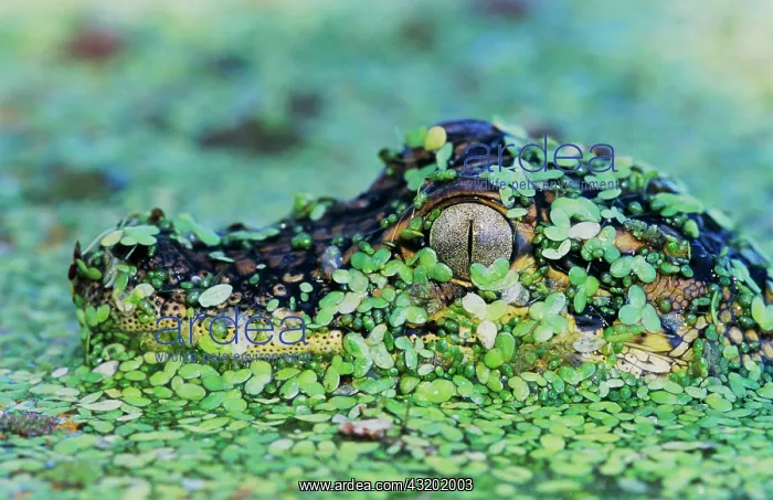 : American Alligator (Alligator mississippiensis) : American Alligator (Alligator mississippiensis)