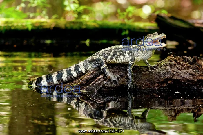 : American Alligator, Alligator mississippiensis : American Alligator, Alligator mississippiensis