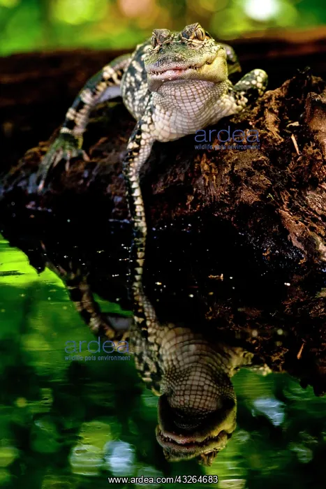 : American Alligator, Alligator mississippiensis : American Alligator, Alligator mississippiensis