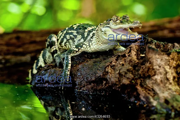 : American Alligator, Alligator mississippiensis : American Alligator, Alligator mississippiensis